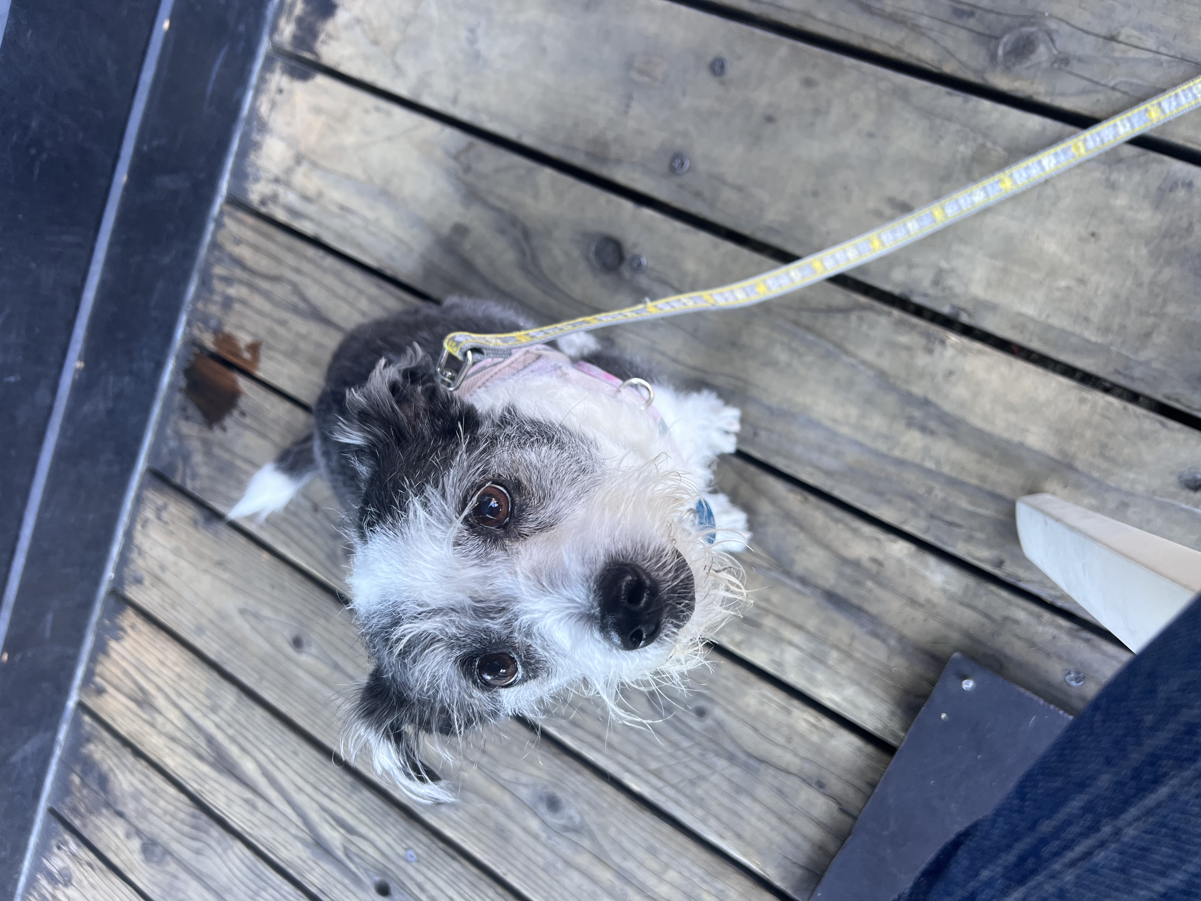 Lizzie looking up while standing on a wooden deck.