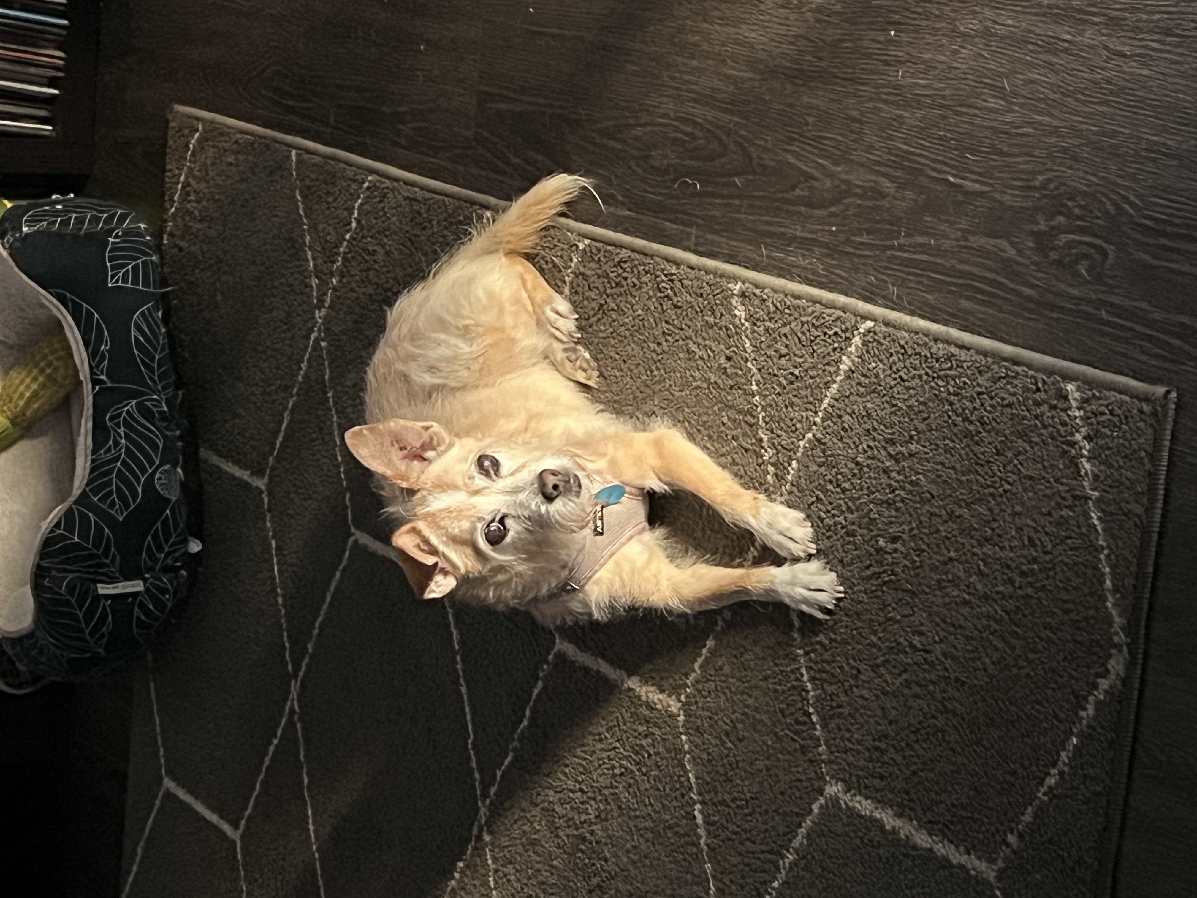 Rigel resting in the sunlight, looking up.