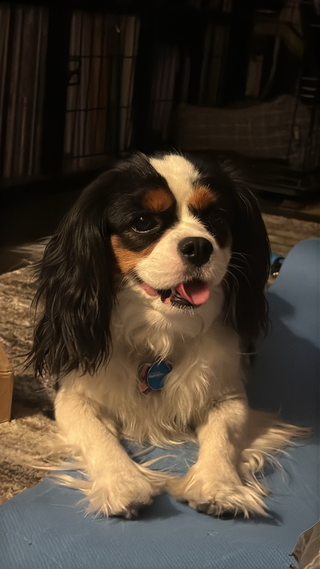 Saiph sitting on a blue mat with her tongue peeking out.